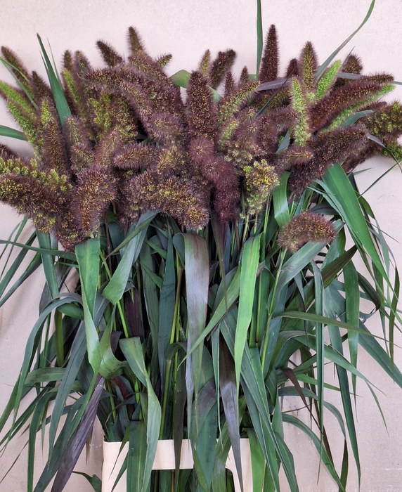 <h4>SETARIA IT RED JEWEL</h4>
