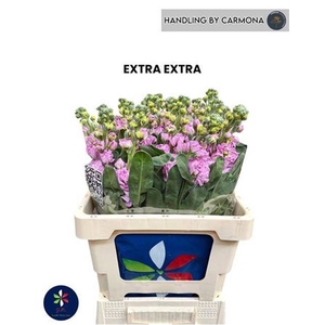 Matth Iron Pink