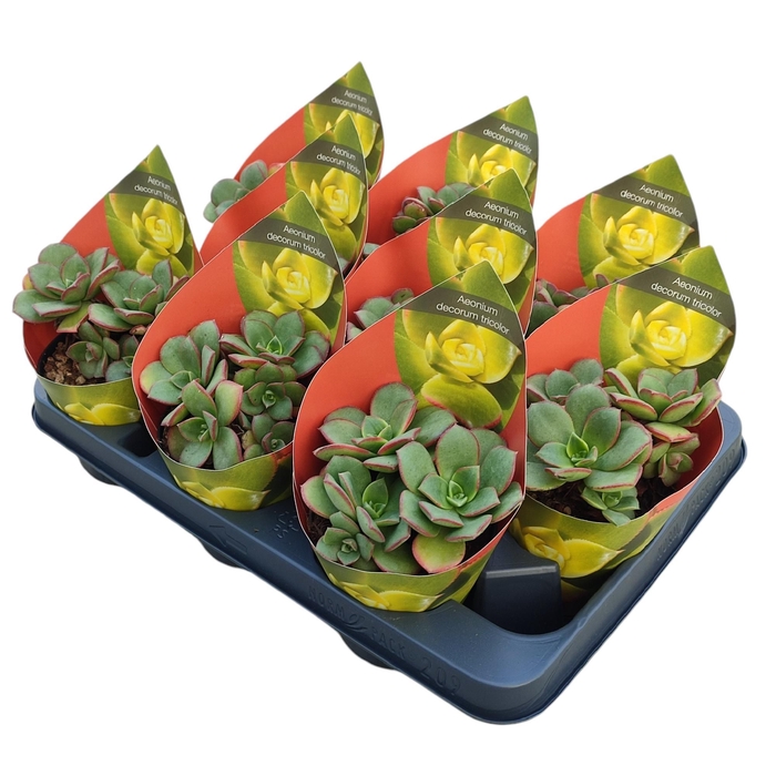 <h4>Aeonium Decorum Tricolor Potcover</h4>