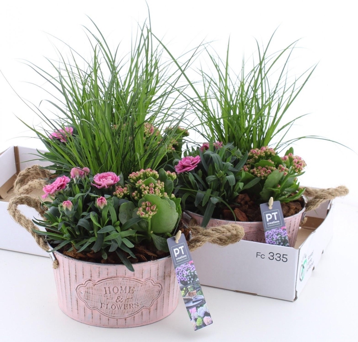 <h4>ARR TUINPLANTEN</h4>