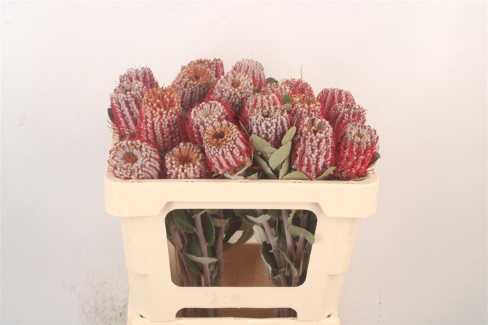 <h4>BANKSIA COCCINEA*</h4>