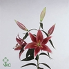 EUCA ROBUSTA JUV