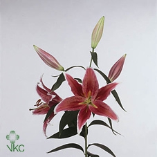 EUCA ROBUSTA JUV