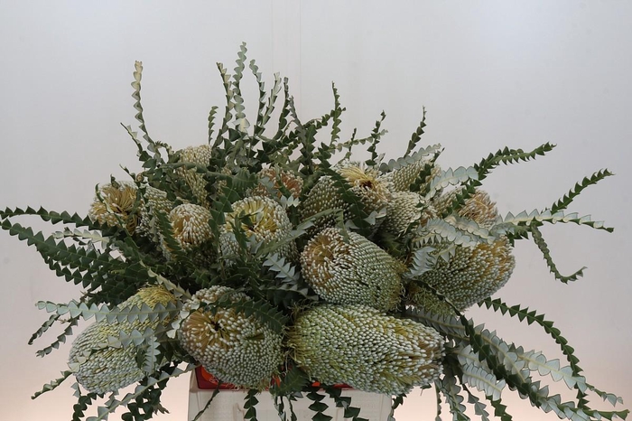 Banksia Speciosa