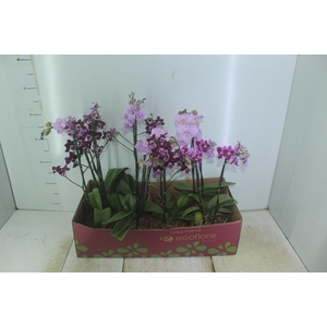 PHALAENOPSIS MINI P12 QUADRADO