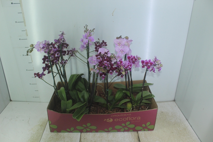 <h4>PHALAENOPSIS MINI P12 QUADRADO</h4>