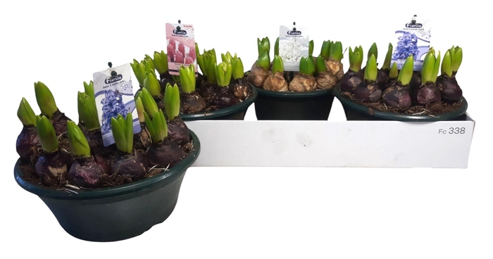 <h4>HYACIN ORIENTAL GEM</h4>