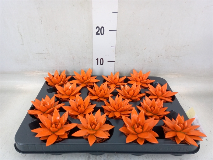 <h4>Echeveria  'Miranda'</h4>