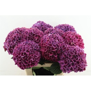 Hydr M Ruby Bordaux 60-19