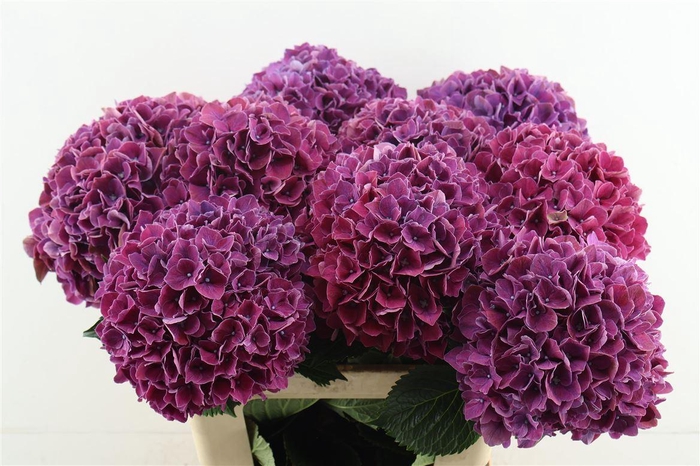 <h4>Hydr M Ruby Bordaux 60-19</h4>