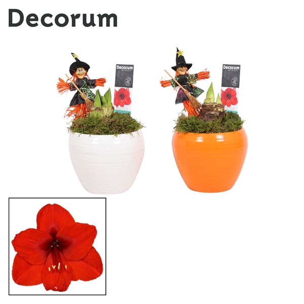 <h4>Amaryllis Rood 2 Knop in Melanie HALLOWEEN (Decorum)</h4>