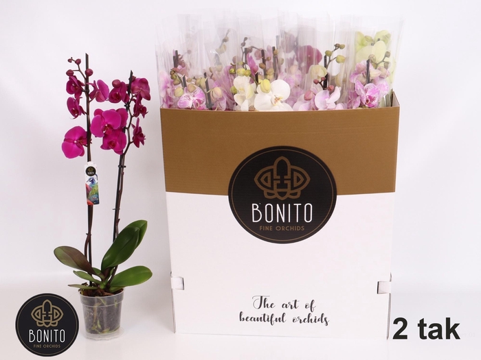 <h4>PHAL GEM 7 KL</h4>