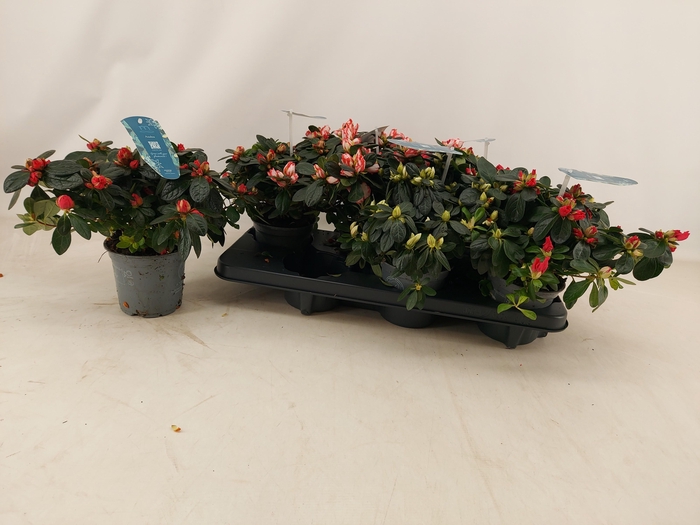 <h4>RHODO SI V GEM 4 SRT</h4>