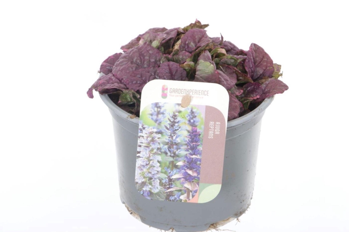 Ajuga reptans Burgundy Glow