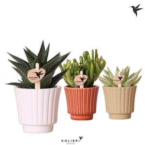 Kolibri Greens Succulenten mix in Retro pot mix