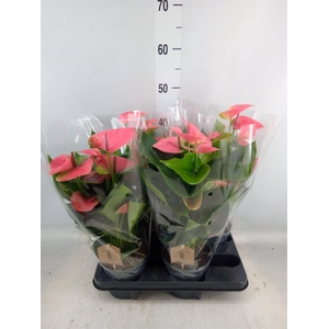 Anthurium andr. 'Sweet Dream'