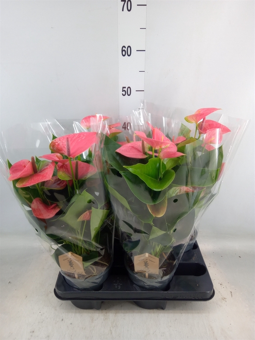 <h4>Anthurium andr. 'Sweet Dream'</h4>