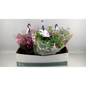 Fuchsia  'Bella Fuchsia'  .mix hang