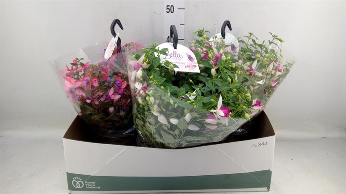 <h4>Fuchsia  'Bella Fuchsia'  .mix hang</h4>