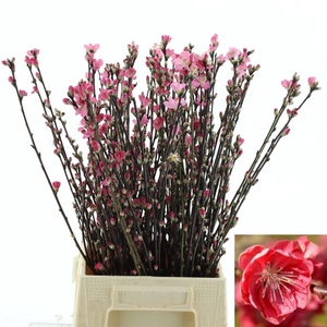Perzikbloesem P Stem Red 60 Cm