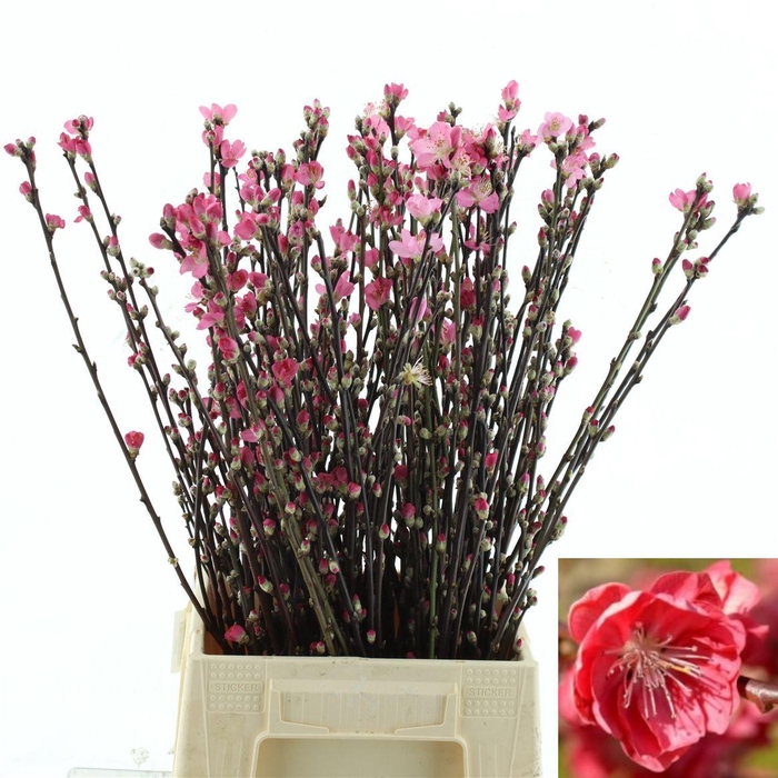 <h4>Perzikbloesem P Stem Red 60 Cm</h4>