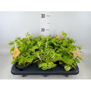 Pedilanthus tithymal.