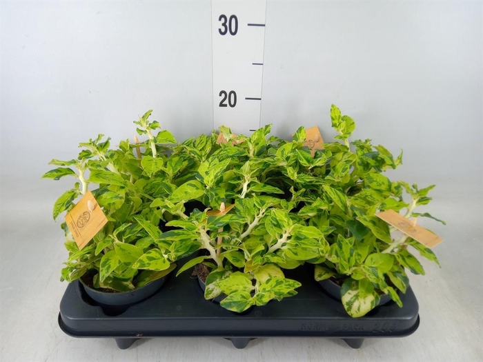 <h4>Pedilanthus tithymal.</h4>