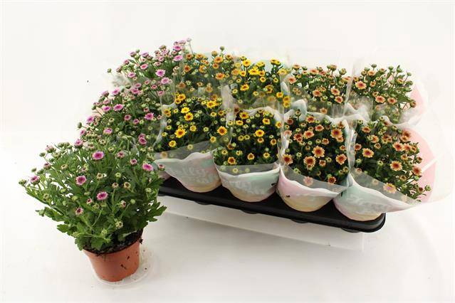 <h4>CHRYSANT JELLYFISH MIX P12</h4>