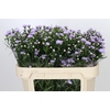 Aster Astee Milka