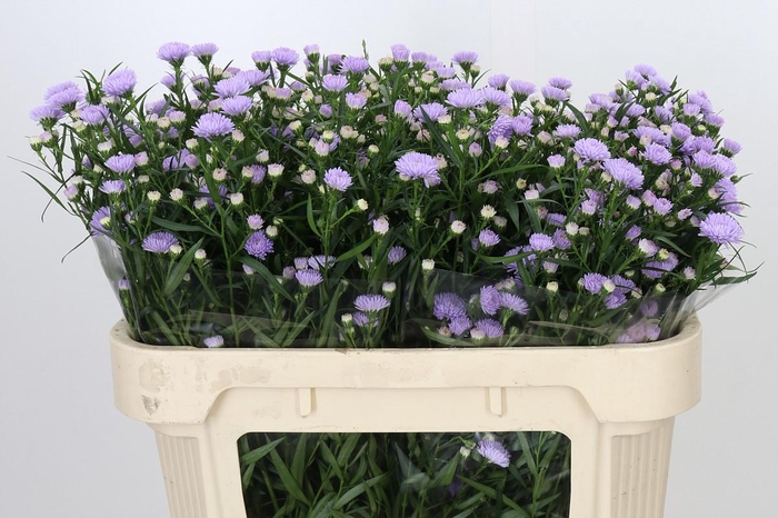 <h4>Aster Astee Milka</h4>