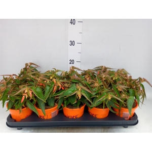 Begonia tuber. 'Bonfire'