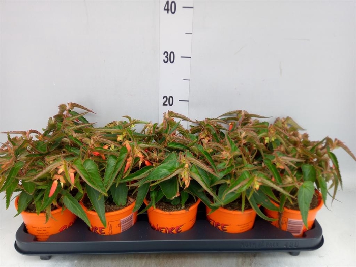 <h4>Begonia tuber. 'Bonfire'</h4>