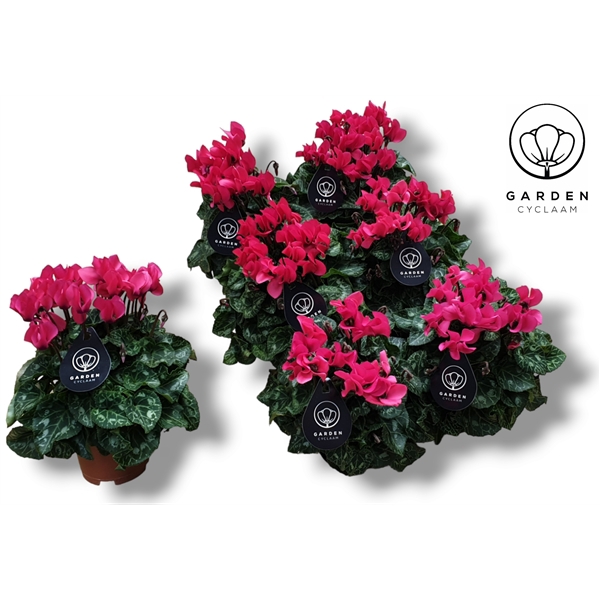 <h4>Cyclamen GARDEN ROZE</h4>