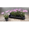 arr8 Cosm Bip Casa Pink