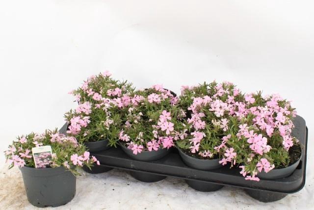 <h4>PHLOX S FAB ROSE</h4>