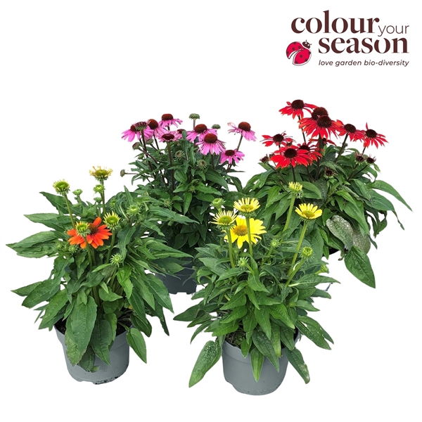 <h4>Echinacea mix P19</h4>