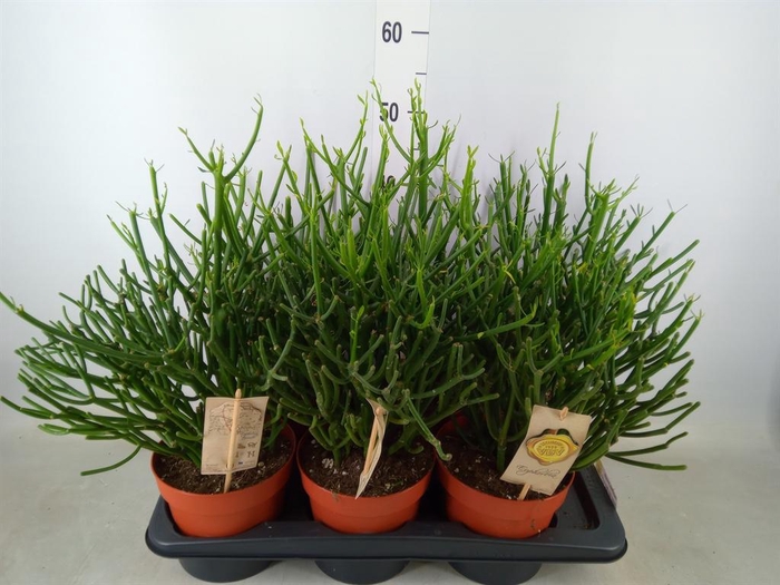 <h4>Euphorbia tirucalli</h4>