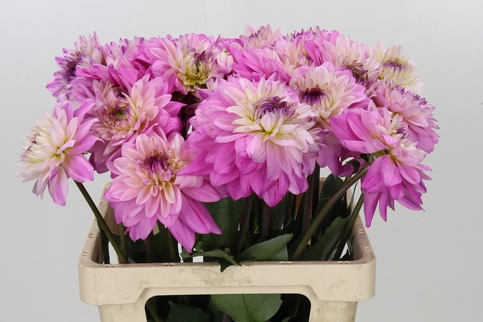 <h4>Dahlia Luca Johanna</h4>