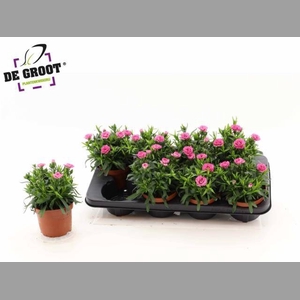 DIAN OSC PINK PURPLE