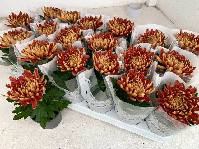 <h4>CHRYS COSMO BRONZE</h4>