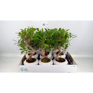 Bonsai   ...mix