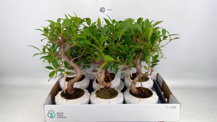 <h4>Bonsai   ...mix</h4>