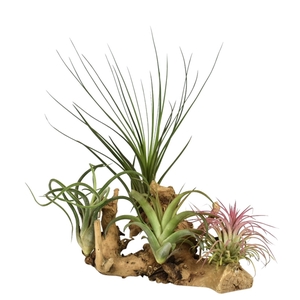 tillandsia hout large