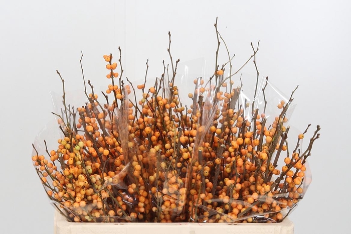 <h4>Ilex Golden Verboom</h4>