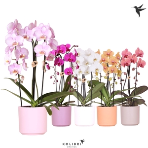 Kolibri Orchids Phalaenopsis Cascade Niagara Fall mix 2 spike in Simplicity pot mix