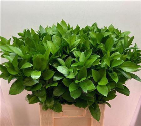 <h4>Ruscus Hypophyllum</h4>