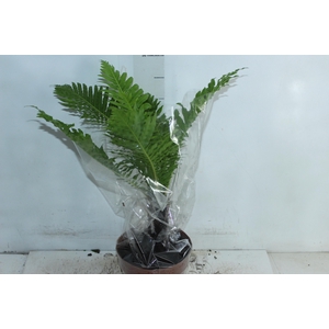 BLECHNUM GIBBUM SILVER LADY P17