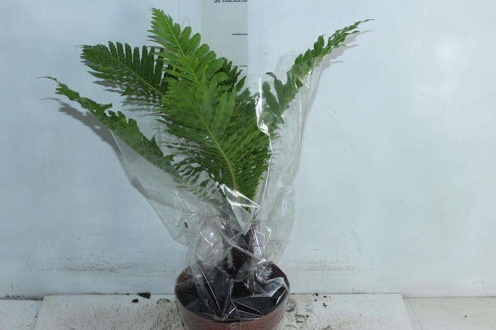<h4>BLECHNUM GIBBUM SILVER LADY P17</h4>