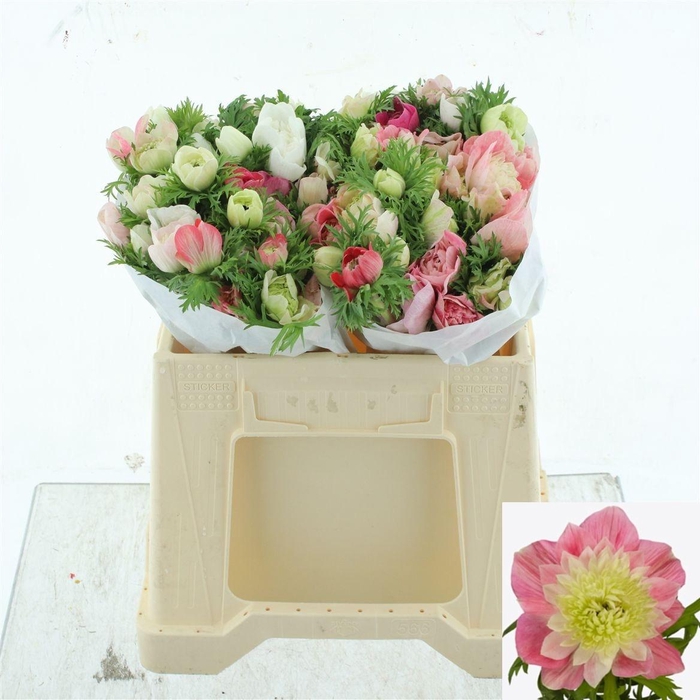 <h4>ANEM CO LEVAN ROSA</h4>