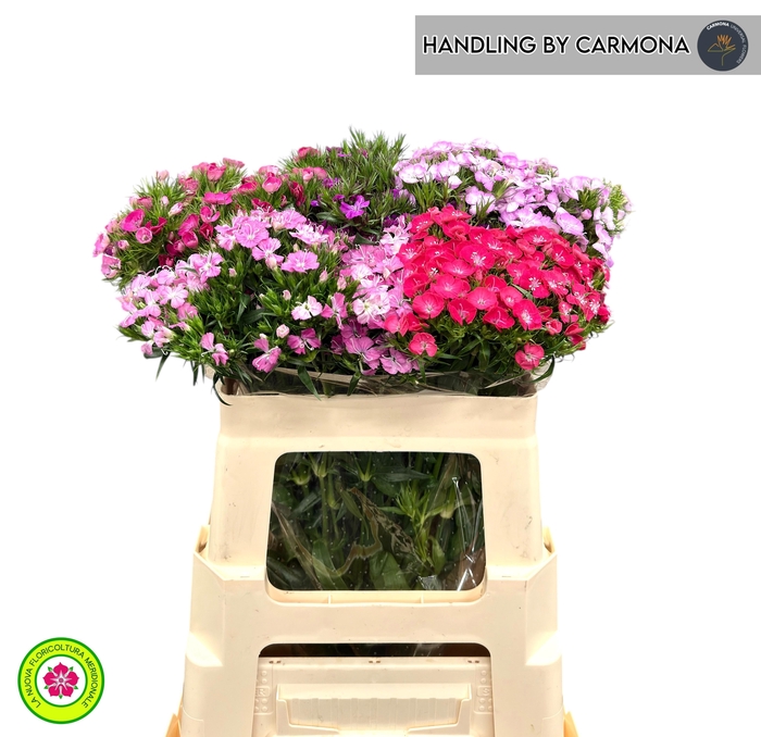 <h4>DI BARB GEM</h4>